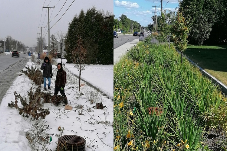 This image of a streetside vegetation in a ditch (bioretention area) in an urban setting is divided in two sections: On the left is the area in winter (with two researchers posing) and on the right is the same area in summer, showing flourishing greenery.